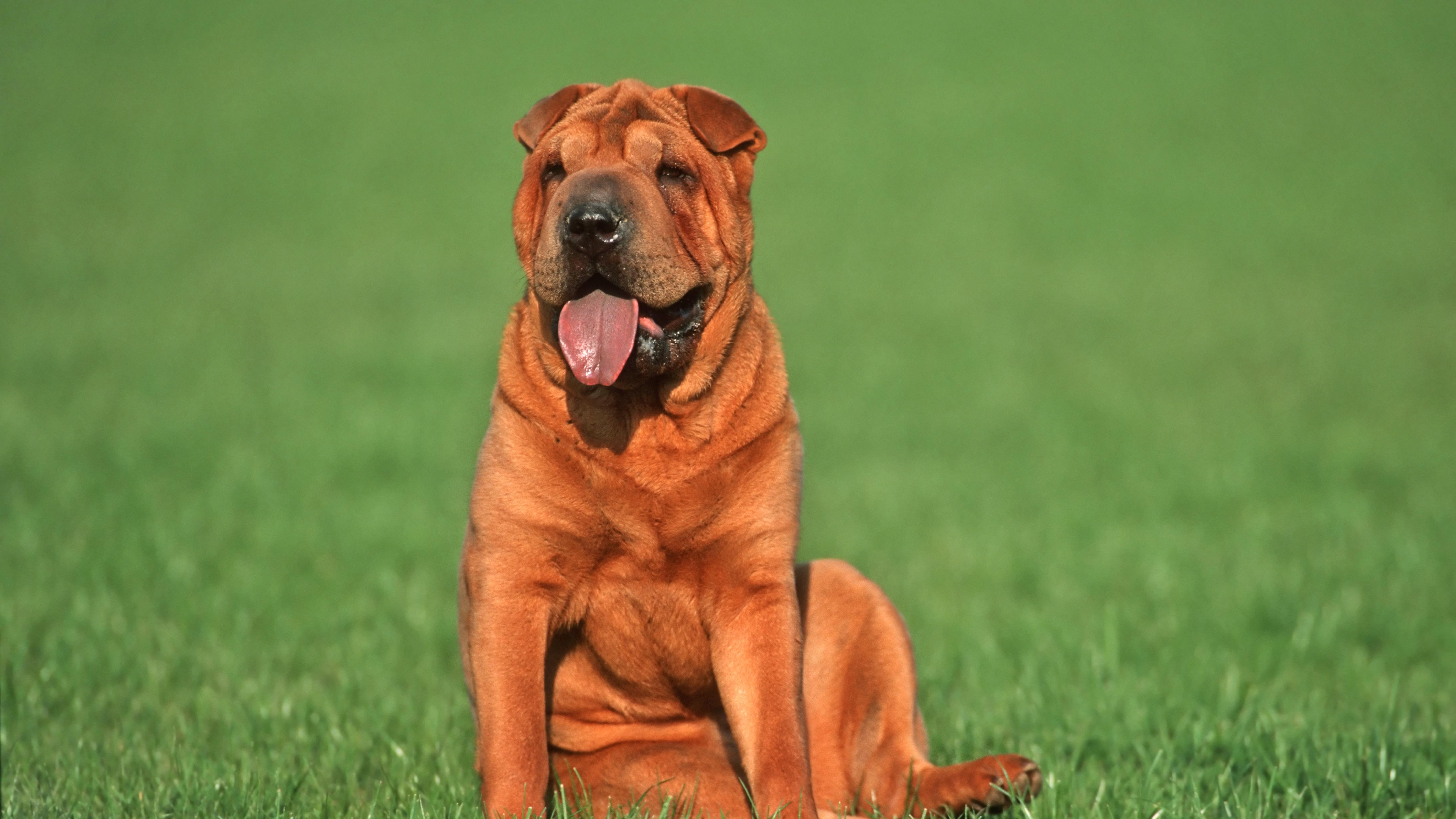 智谱上市：AI大模型不再炫技，开始算账了