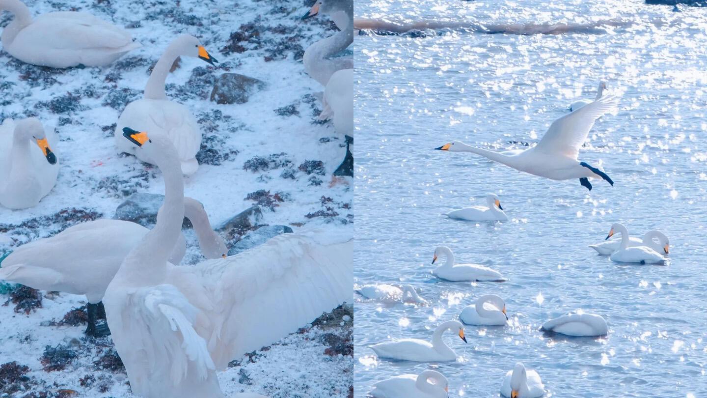 威海看天鹅保姆级攻略，详细旅行路线