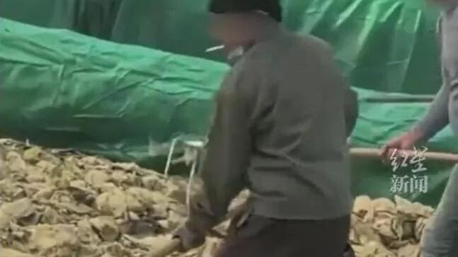 缺德！工人站在酸菜池干活，吸烟又吐痰