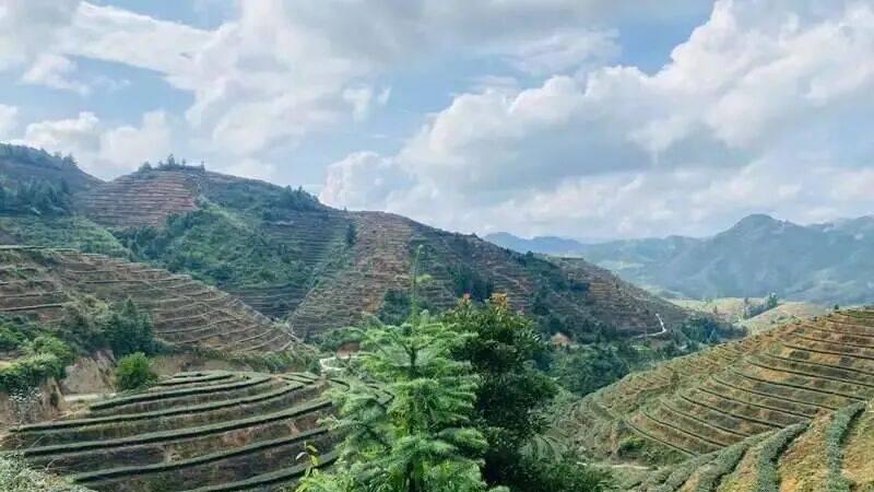 安溪这款“融合茶” 牵起两岸初心