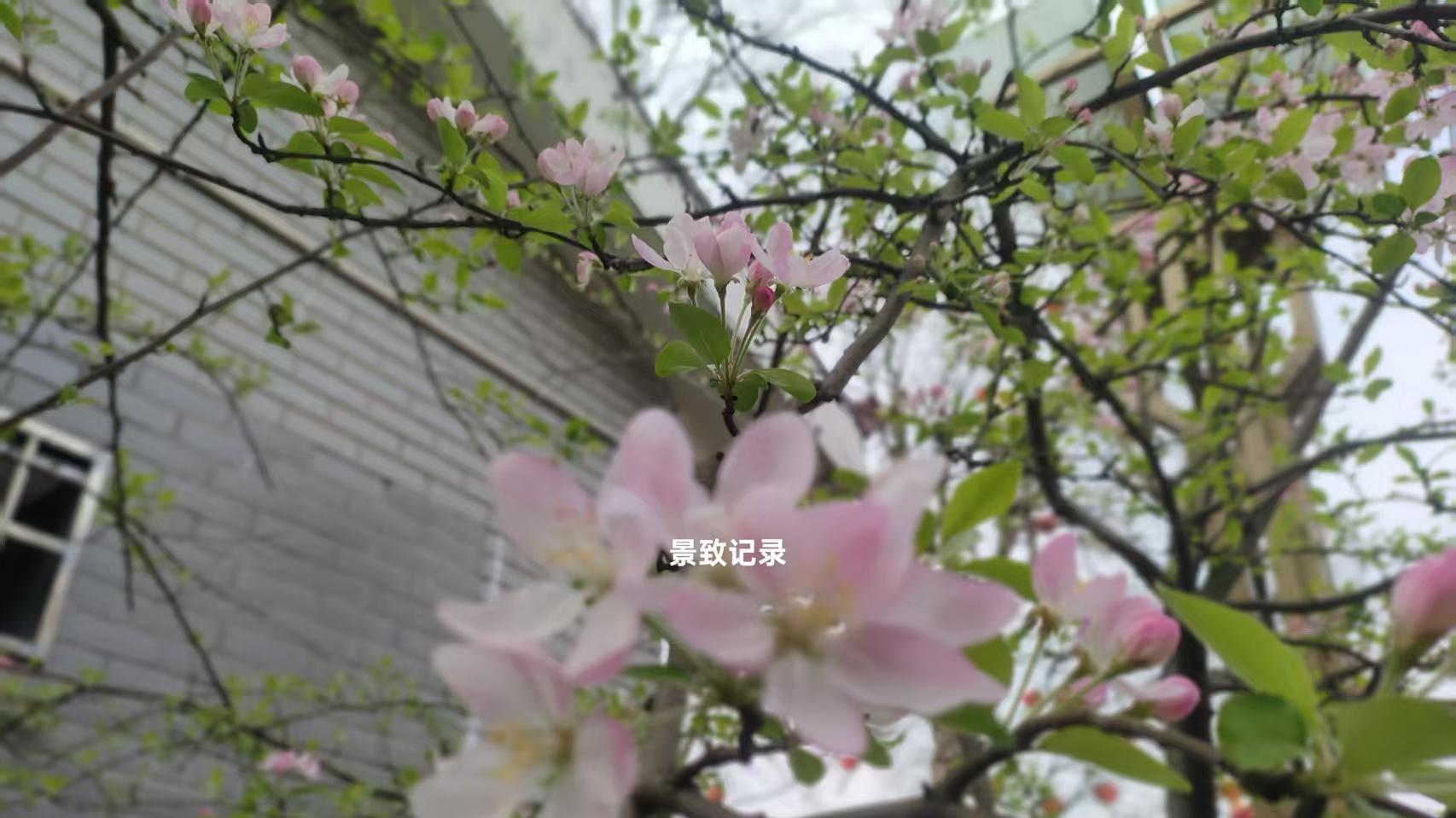 景致记录：在美国拜尔维尔，狄更斯遇同胞，爱自由的克罗克司大夫