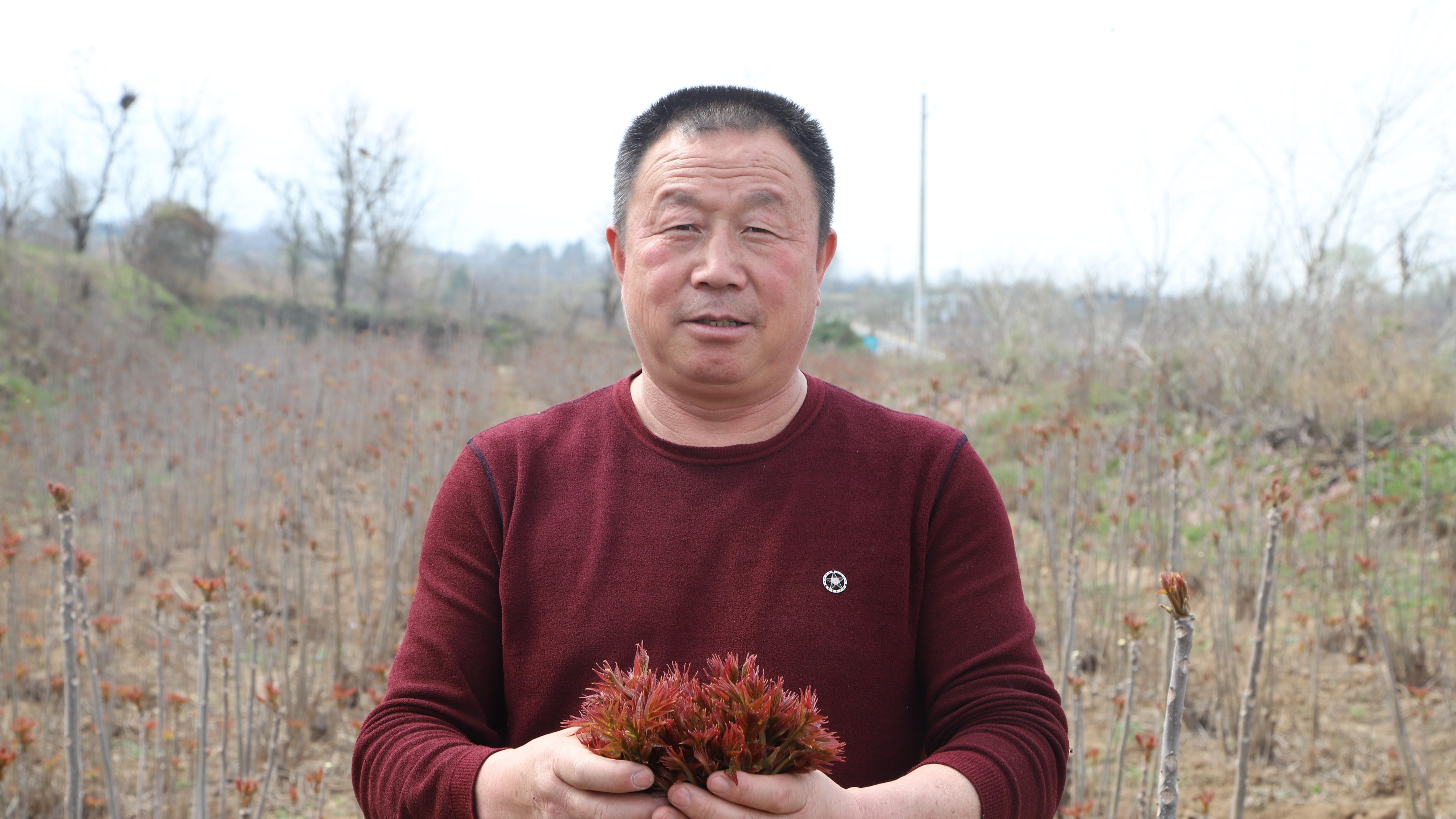 永济市虞乡镇香椿喜丰收