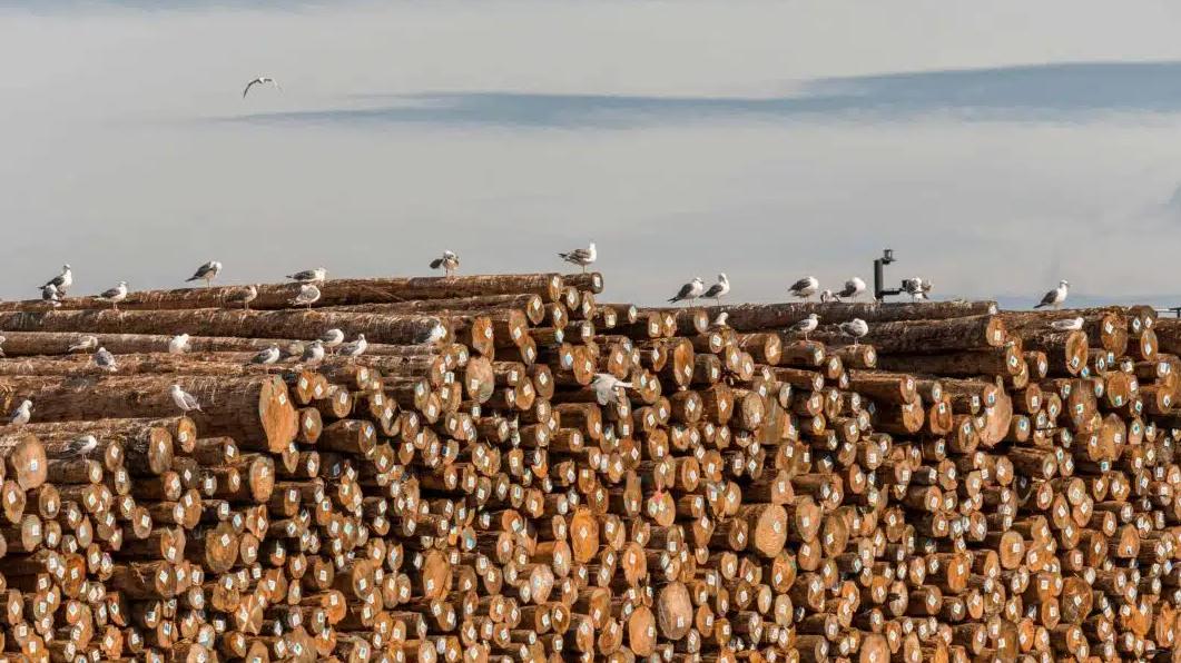 反转再反转！原木贸易重启后大起大落，1月爆发2月腰斩