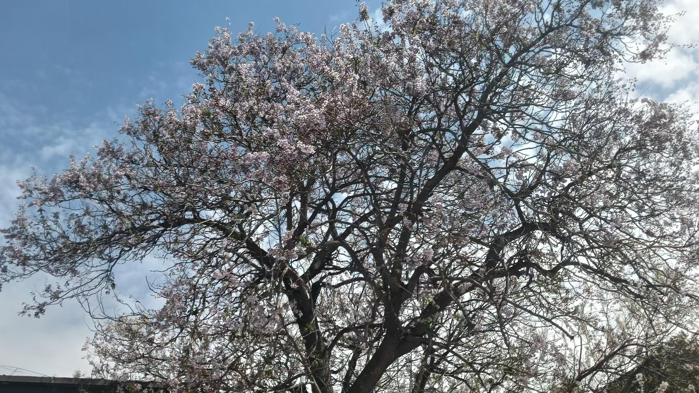 万里骑行（17）参禅部落夫妻树（菩提偈十三）