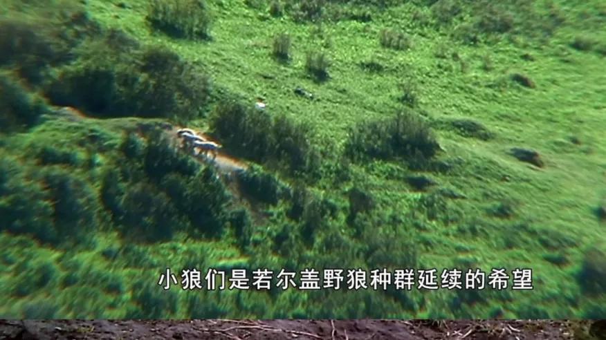 “我的名字叫格林，但没有童话”