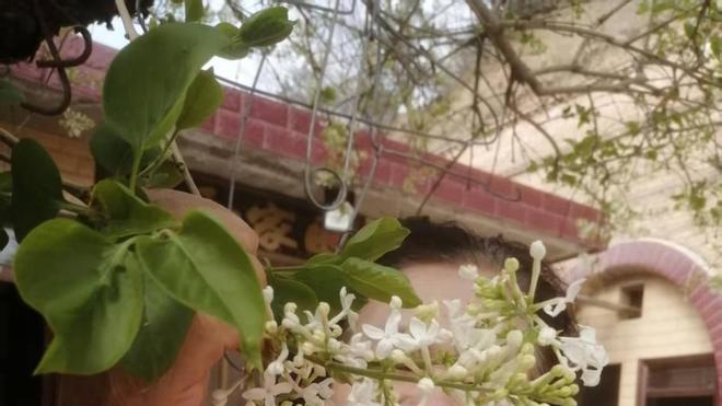 桃花是春天最美的颜色