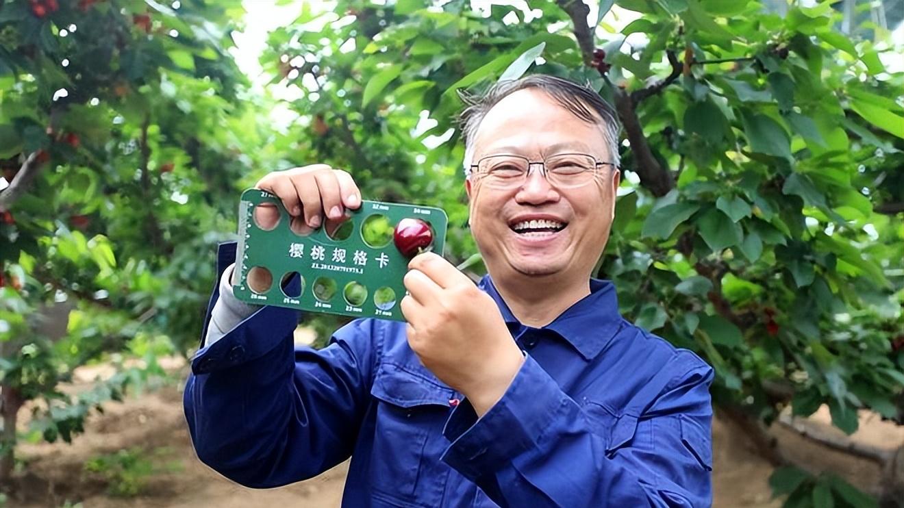 固安：温室樱桃迎丰收 农旅融合促振兴