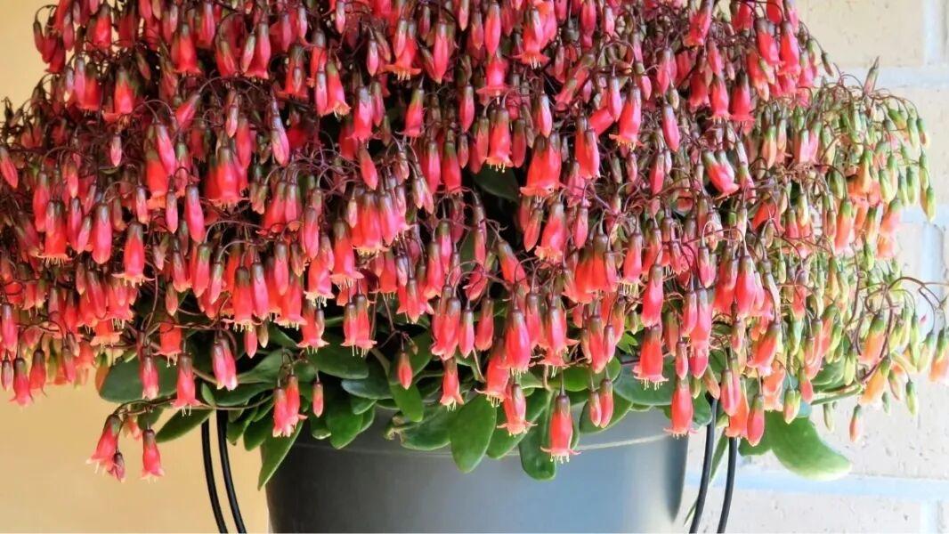 没想到宫灯长寿有这么多品种，红色的灯笼小花太喜庆了