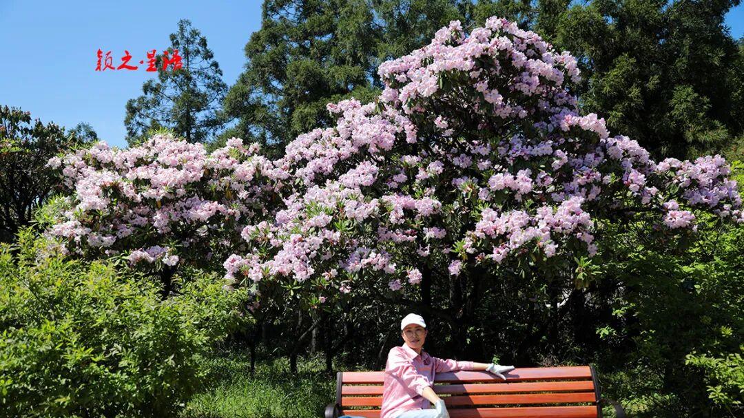 宁波四明山，成片的珍稀华顶杜鹃，揭开神秘面纱