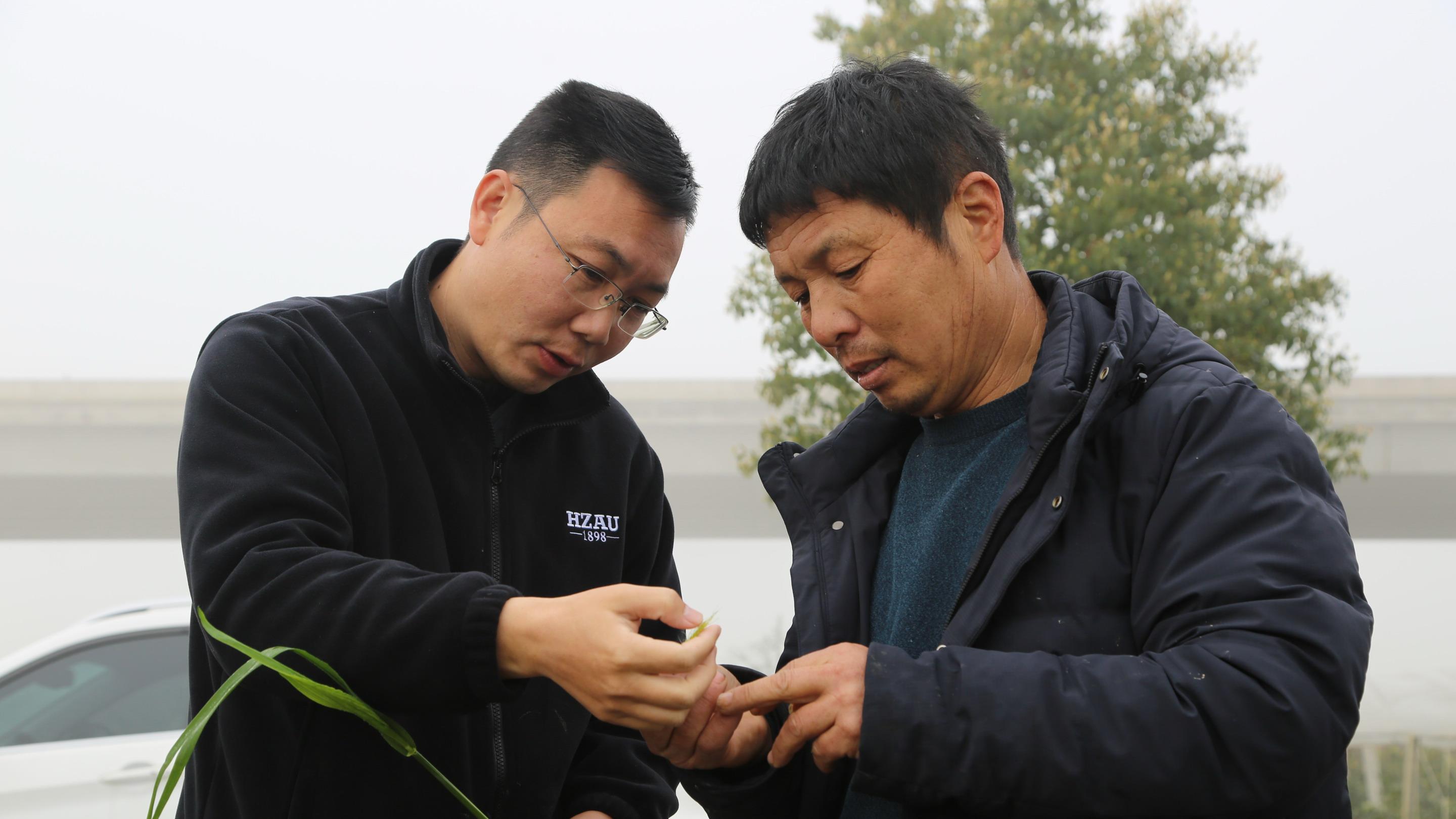 阳新：华农教授地头开“良方” 助力小麦单产跃升