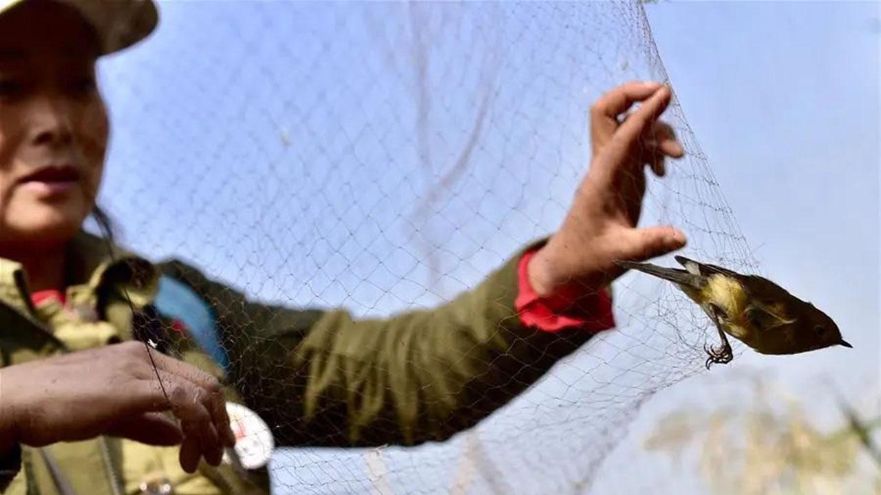 就因为鸟太吵？男子酒后追逐打鸟，28万元火烈鸟惨死，判5年！ 农田架网捕鸟竟害死上百只珍稀鸟！