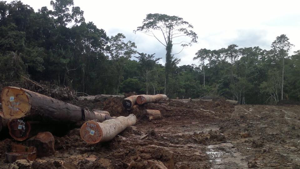 巴新林业局确认：本年内推动全面禁止原木出口！