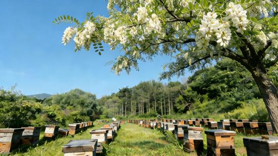 一分钟分清优品蜂蜜，这项技术比“看颜色”靠谱得多