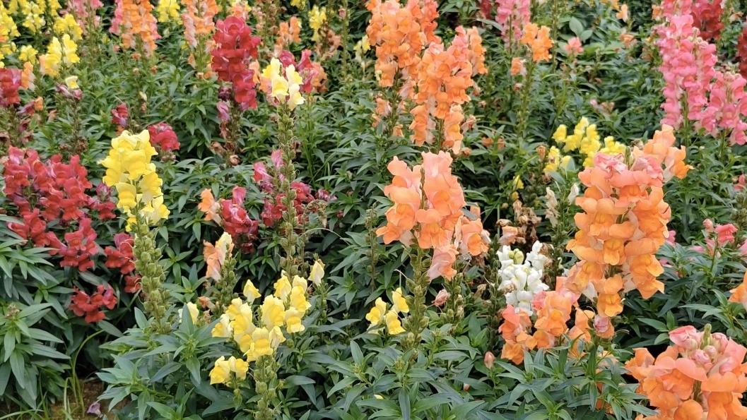 孕中期三维大排畸，第一次看到宝宝的脸，那感觉如同星辰撞进了心窝