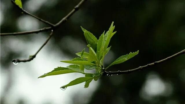 五月末梢的时光 | 顾世如