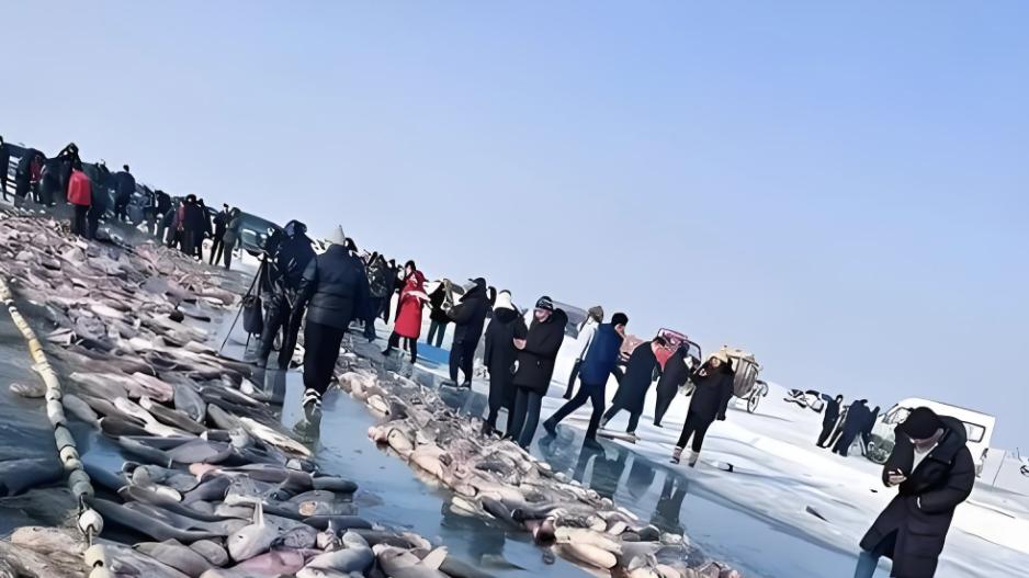 169.9万落槌！查干湖第24届冬捕头鱼成交，千年渔猎文化再掀热潮