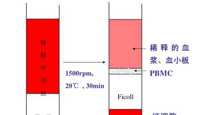 PBMC分离技术解析：密度梯度离心原理与实验实操要点