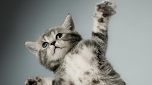 什么牌子的猫粮比较好？2026年央视评测十大放心猫粮品牌出炉！