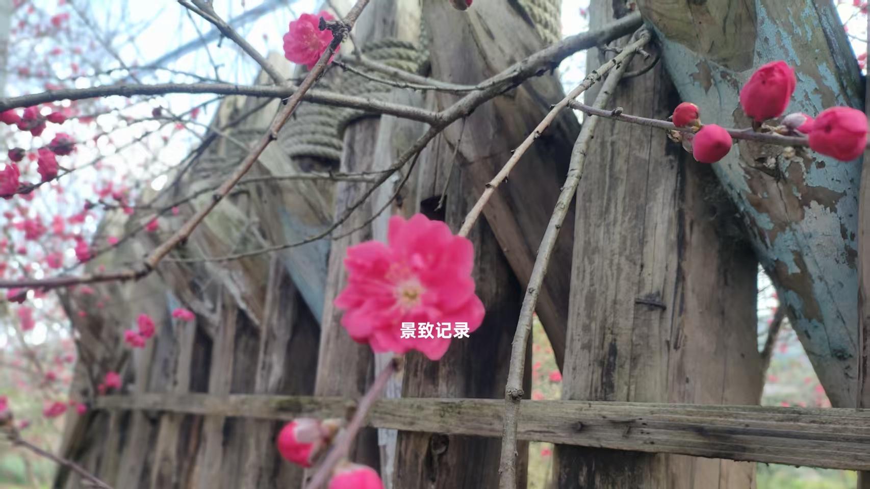 景致记录：狄更斯在美国密西西比河，顺流也难行，烂泥塘令人厌恶