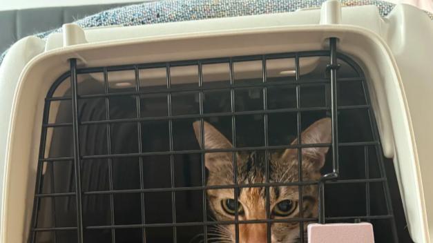 2026跨省带宠出行/搬家攻略：全国跨省长途搬家平台物流宠物托运哪个平台好？