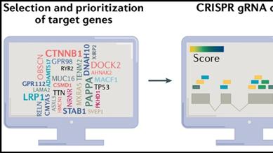 高通量筛选：靶向多肽文库高效挖掘的核心引擎