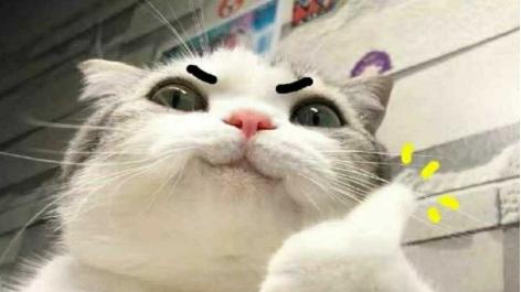 最好的主食罐头有哪些？希喂凭啥稳居2026年平价主食罐头优选榜？