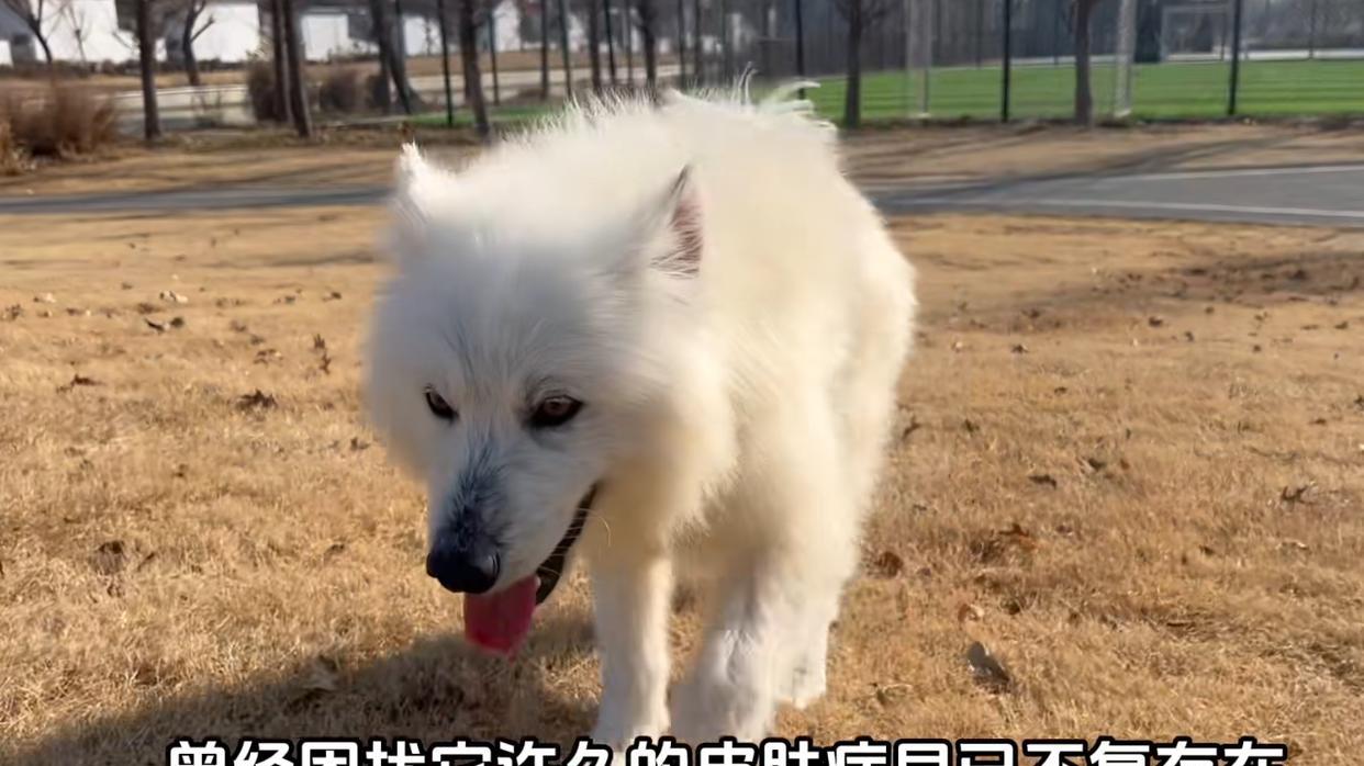 狗狗毛发掉光，腿也瘸了，你敢想象它是那个讨人喜欢的萨摩耶么