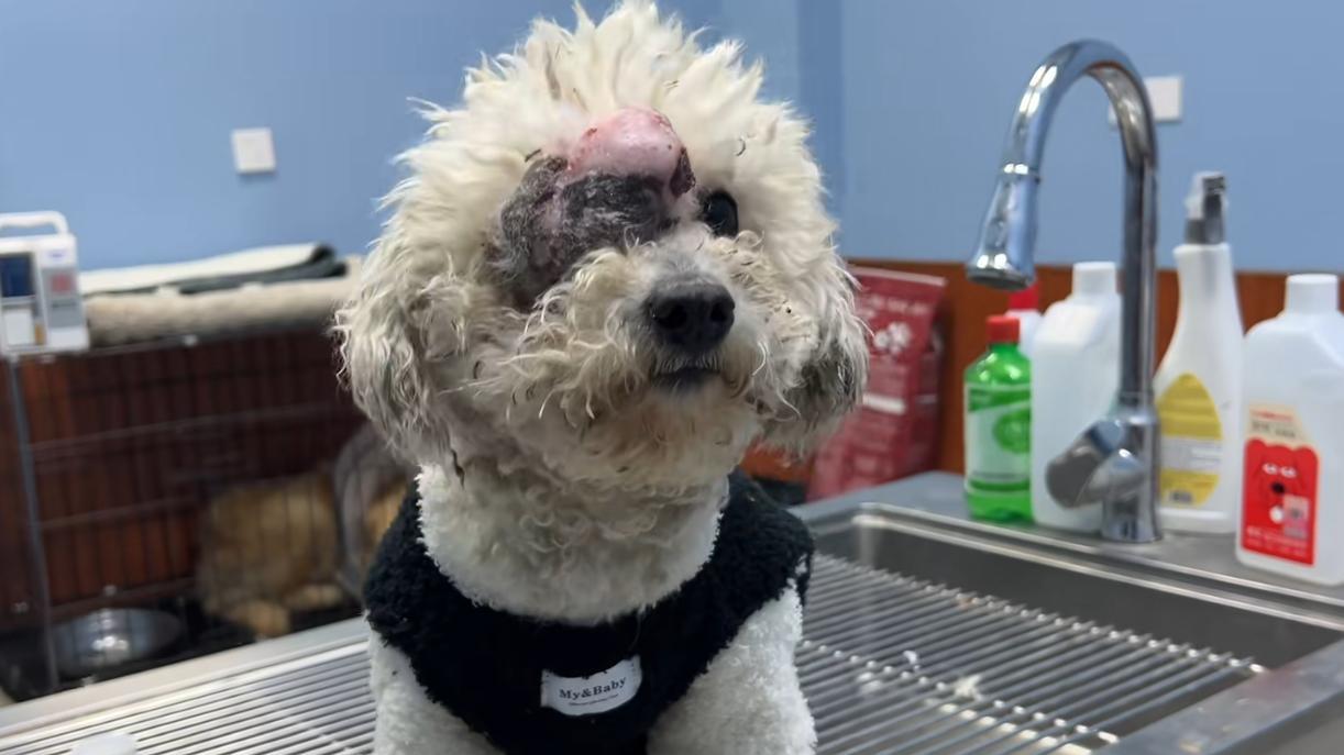比熊犬脸上长了肿瘤，主人舍不得花钱治疗直接抛弃，好让人心寒啊