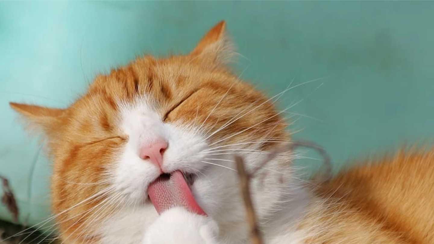 猫粮哪个牌子比较好？2026最值得买安全猫粮十大排名便宜实惠