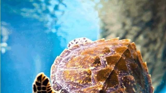 如果我是一只海龟