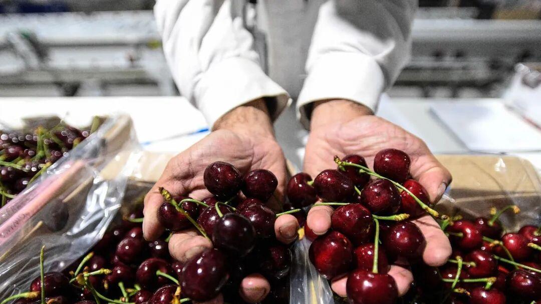9成智利车厘子被中国人吃掉！价格大降背后