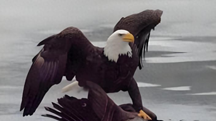 国球被砸场子？加拿大不低头！冰球对决背后，美加主权博弈才刚开始