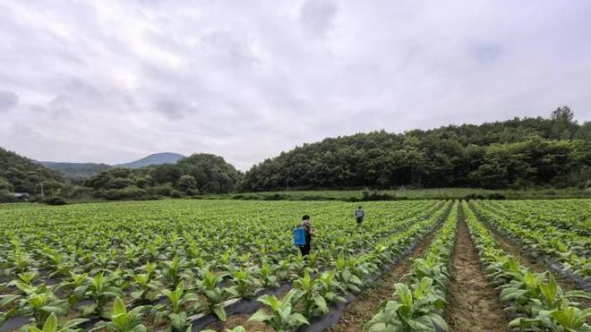 湖北省十堰市房县：抢抓农时保生产，专业服务惠烟农