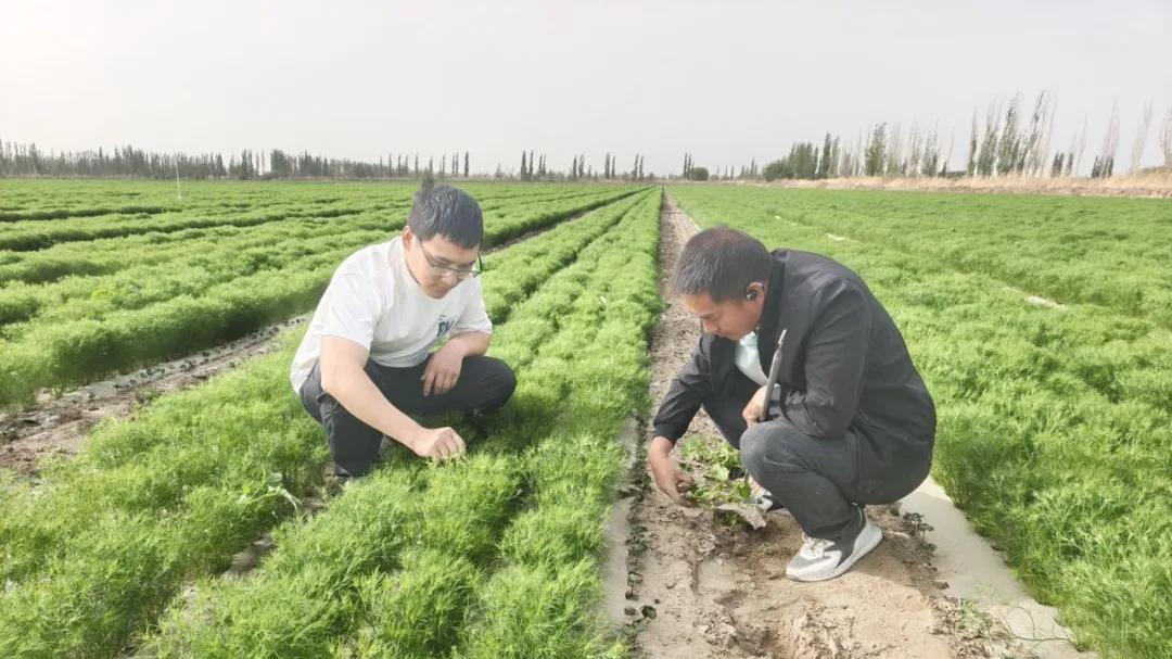 新疆兵团第一师十二团12连：棉茴套种“钱”景好  沃土生金促增收