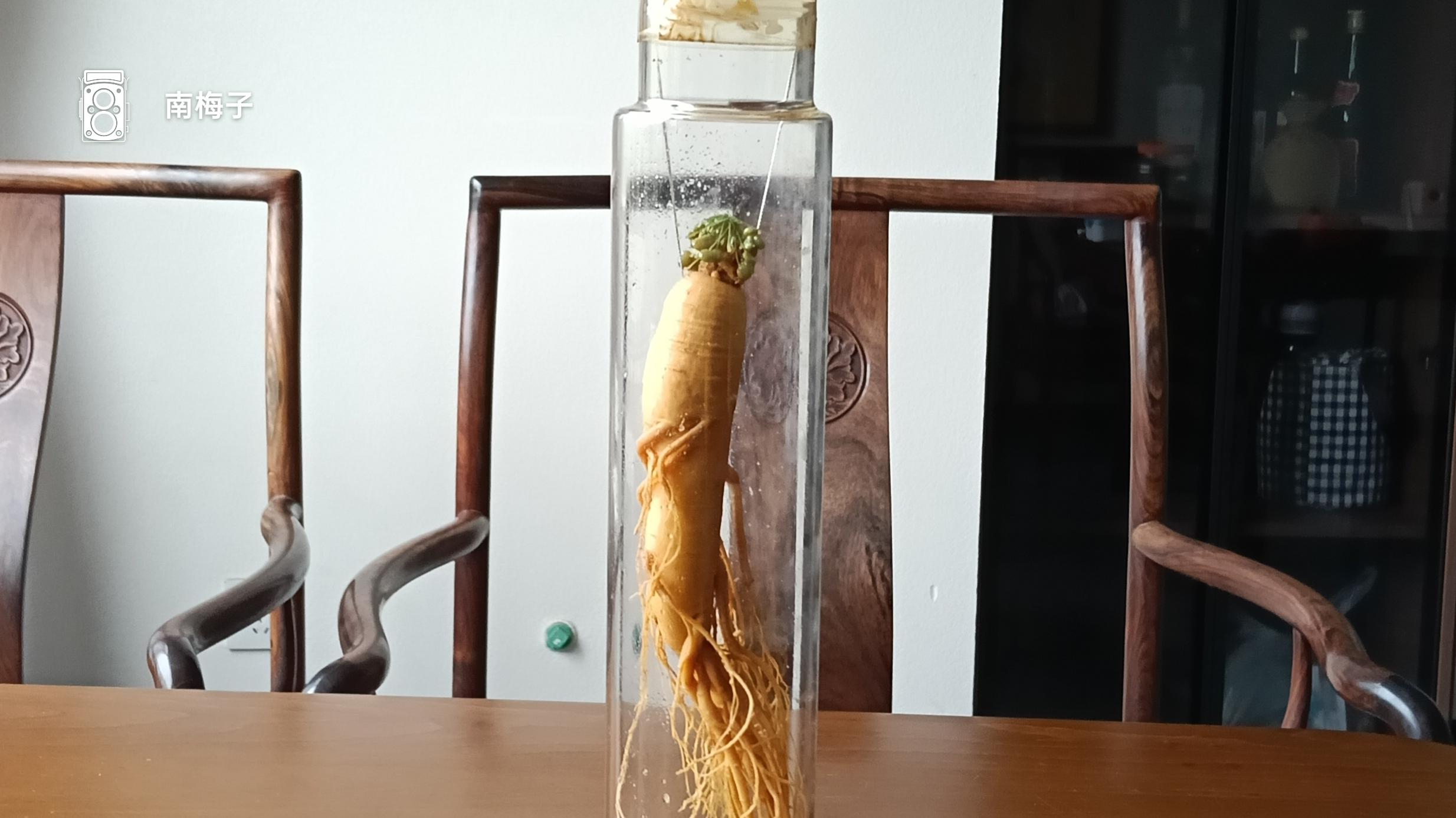 人参酒里的三八节