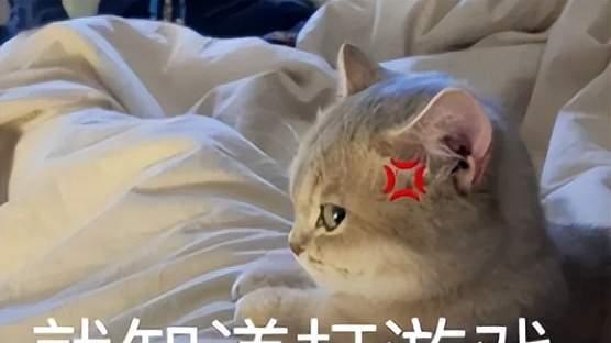 玩《率土之滨》还要考语数外？这份玩家试卷把全网整不会了
