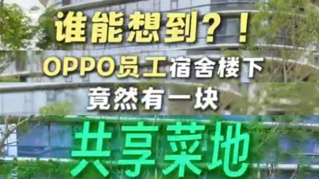 员工宿舍配共享菜地，这就是大厂的福利吗？