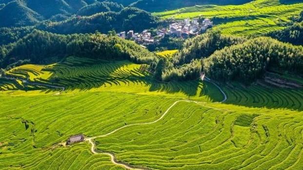 粤味珍品·清远丝苗米：跨县集群产业园助力丝苗香万里