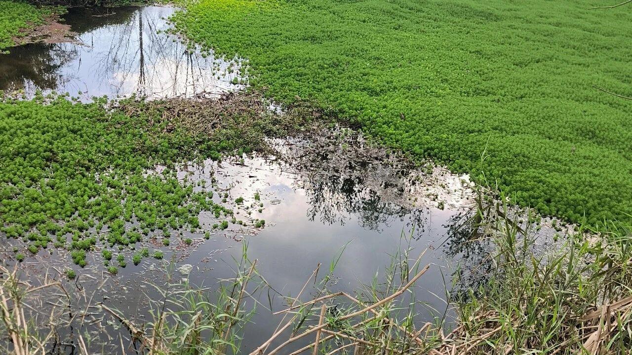 “听声辨位”钓草洞，90%中鱼率！戳拱钓凭啥碾压台钓，成野钓王者？