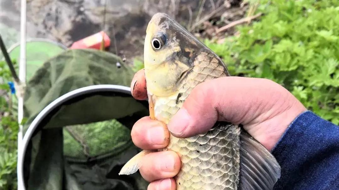 鲫鱼刺多个小，为啥成了钓鱼人的“大众情人”？鲫鱼：求放过！