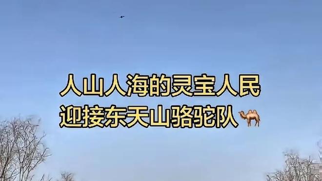 蒋队长率领的东天山骆驼队预计元月5号到洛阳