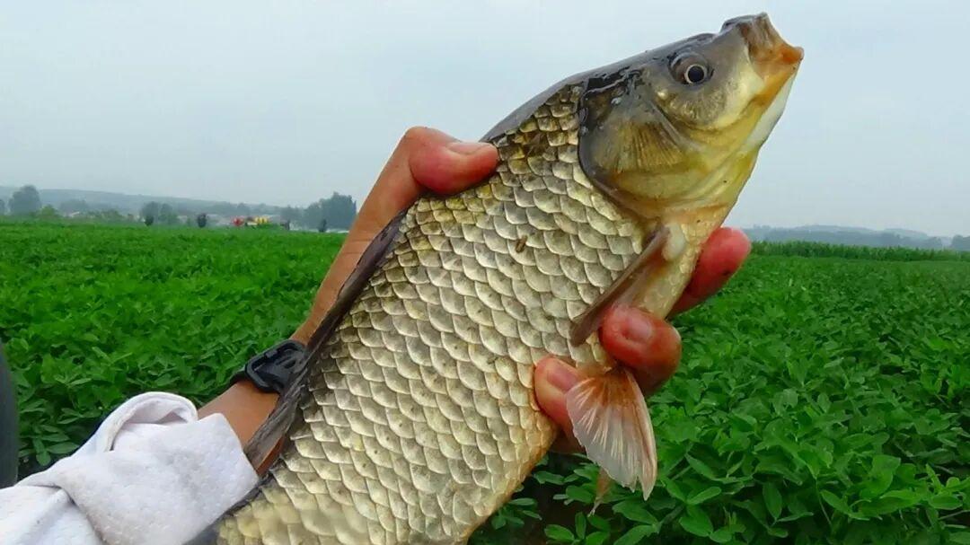 为什么成就钓鱼高手，只能用一根竿？钓了大半辈子，这四句值千金