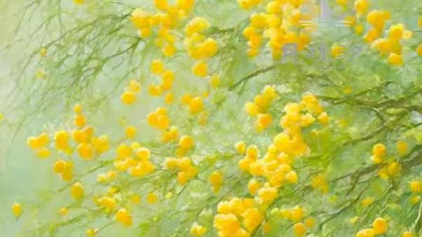 浪淘沙令·莫问归时