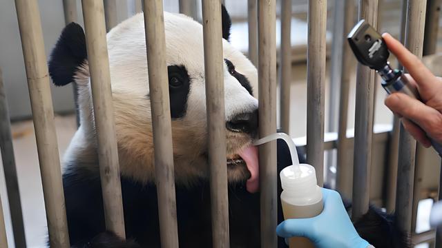 为什么熊猫回国必须隔离？网友表示：国宝待遇我酸了