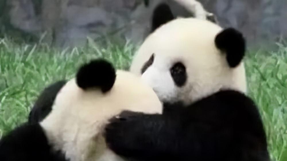 小笼包加戏撩弟，给弟弟搞的当众搭帐篷