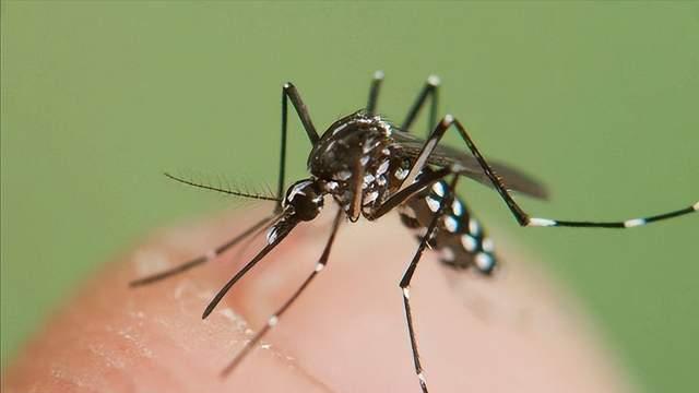 2026蚊情预警升级，花蚊子大举北上，树下乘凉已成奢望