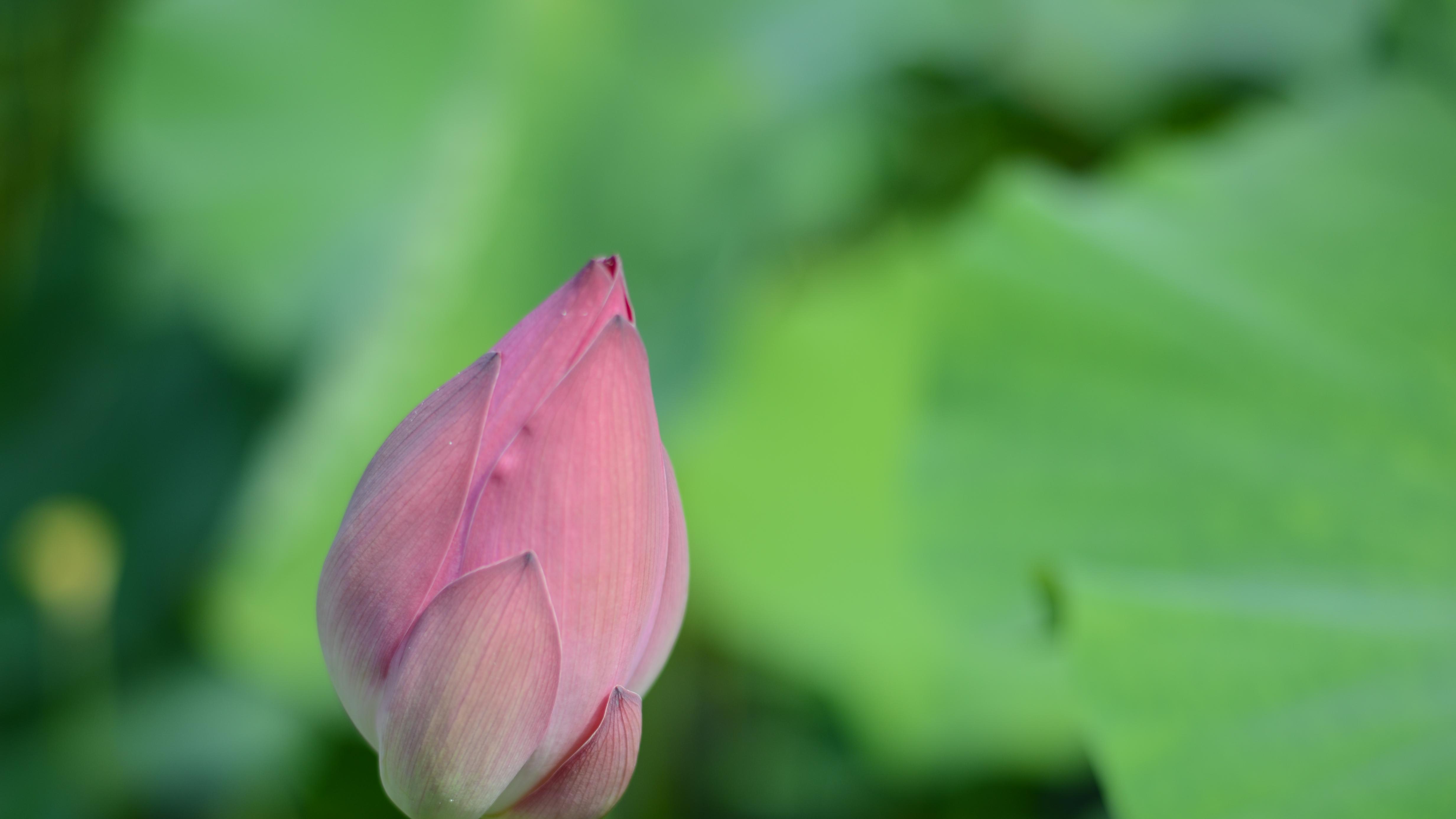 读书人被骂到关播，带货网红却活得滋润