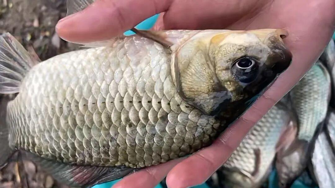 七星漂一顶就中，立漂顶漂十有九空？老钓手道破冬钓水中玄机