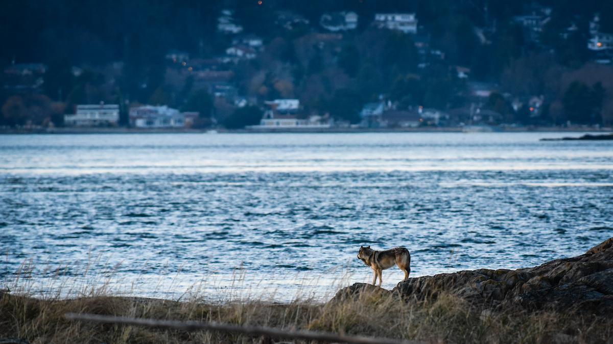 海狼：这可能是最独特的狼！它们一只脚迈入了海洋，捕食海洋动物