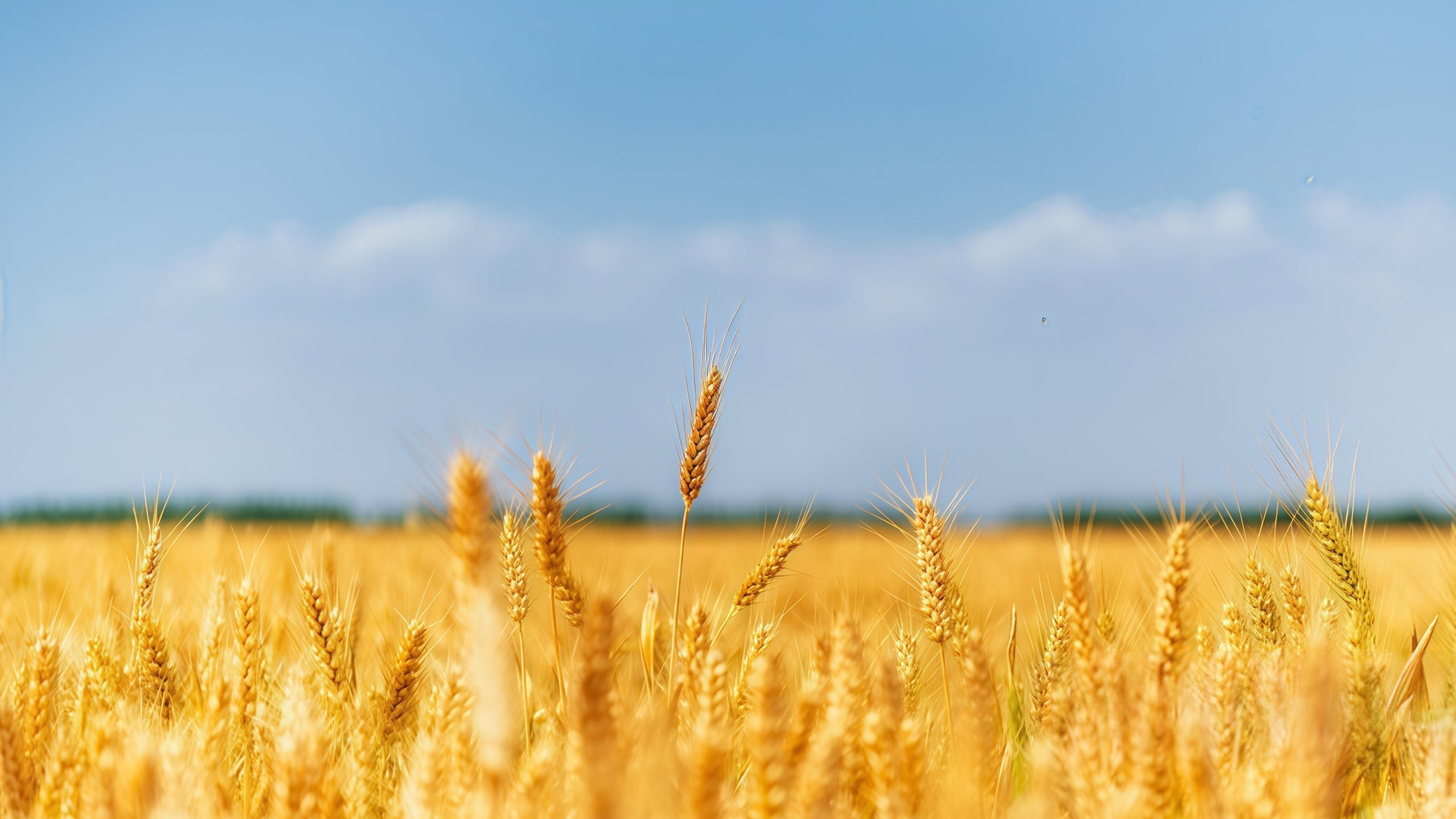 黄金失灵了，油价才是大魔王